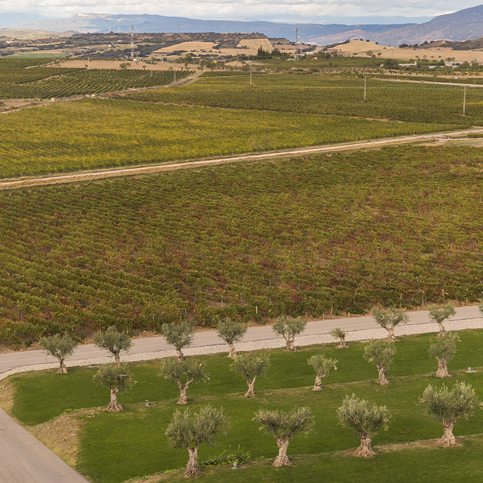 The Olive Tree Garden