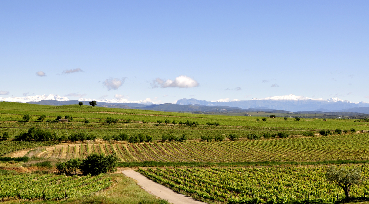 La primavera en el viñedo