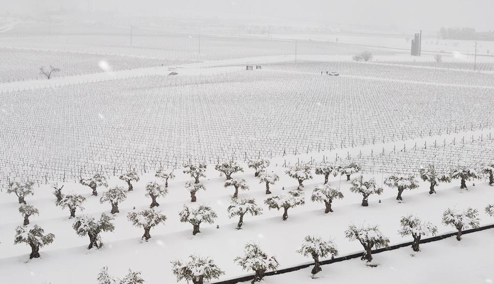 Tratamiento del viñedo en invierno