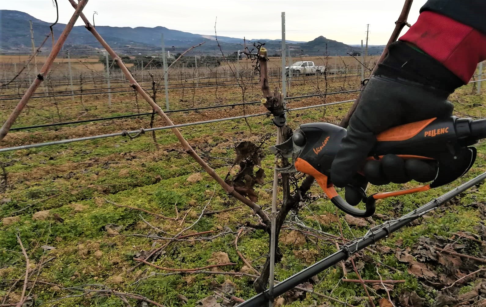 poda viñedo invierno Somontano