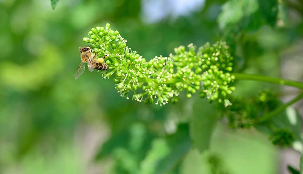 La floración y el cuajado del viñedo