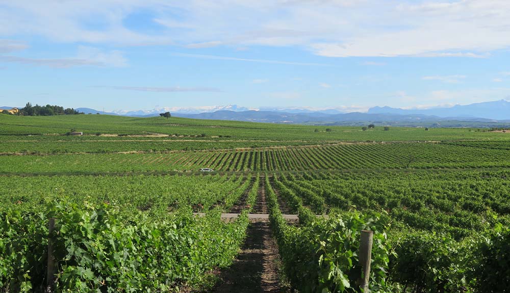 Así es el impacto del verano en el viñedo