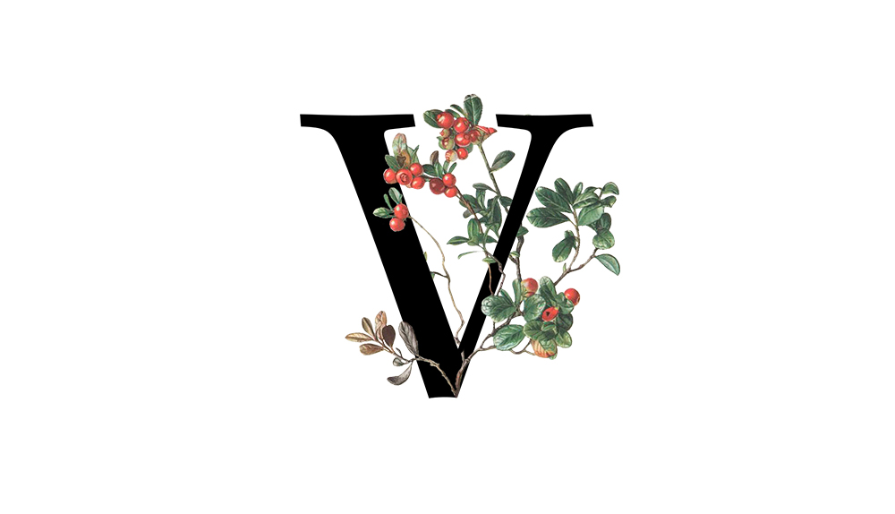 Diccionario del Vino: Letra V