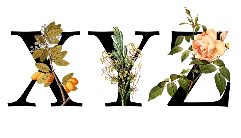 Diccionario del Vino: Letra X, Y y Z