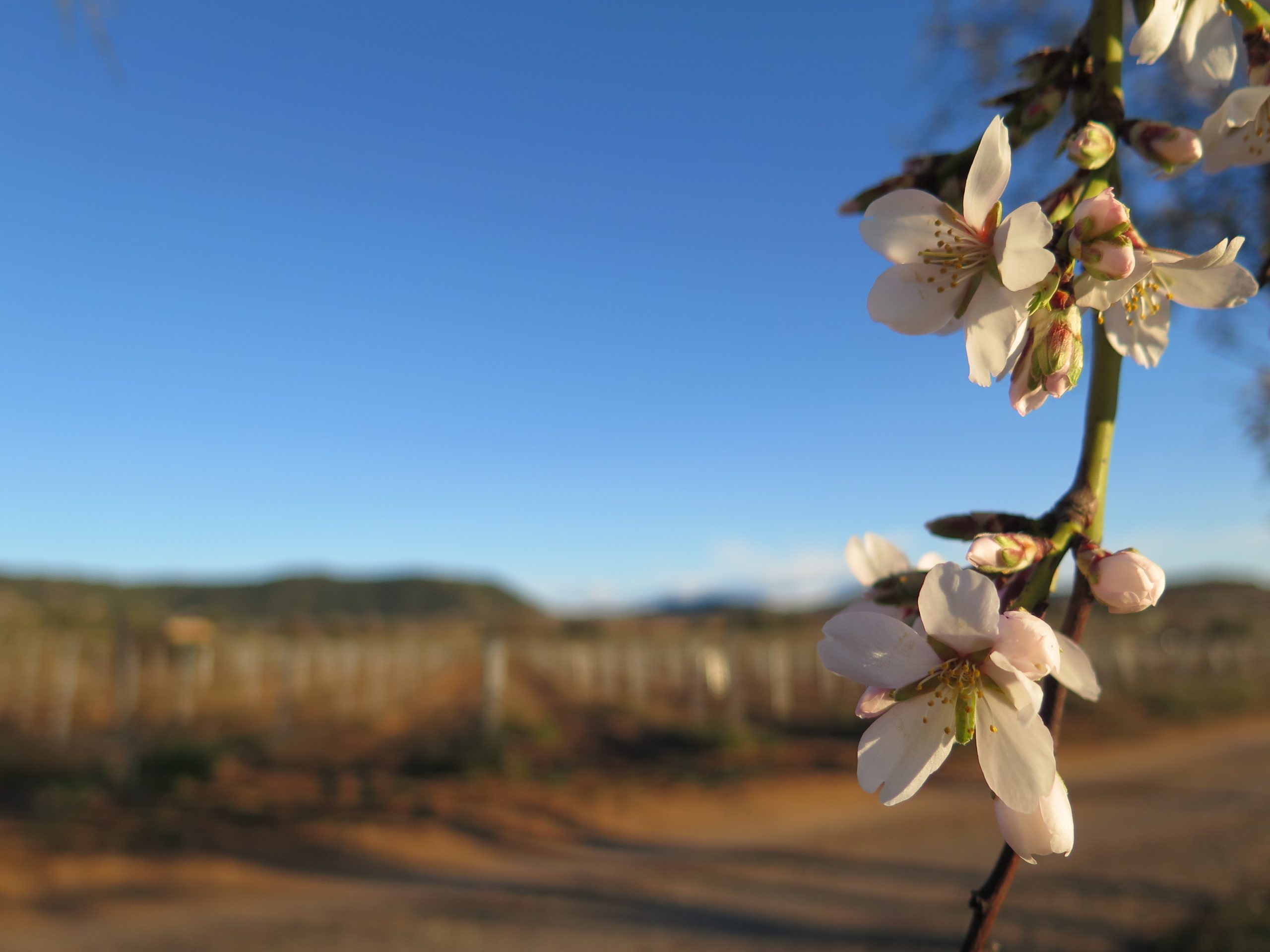 Primavera en Somontano: naturaleza, vino y experiencias en Bodega LAUS
