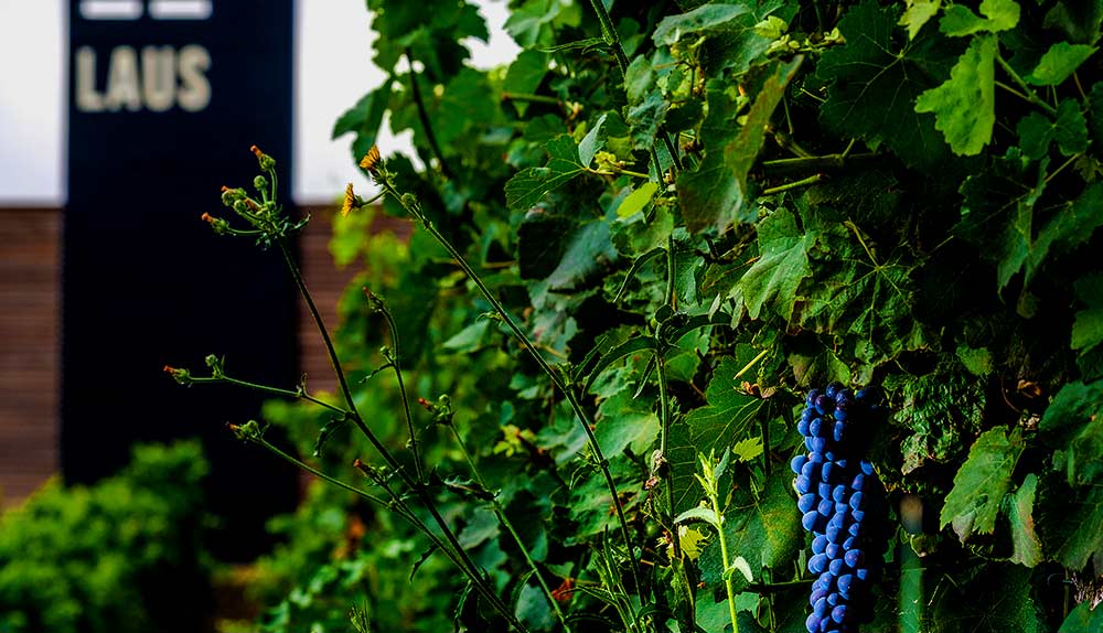 cata con visita a bodega y vendimia en el somontano