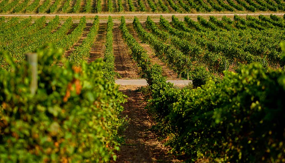 visitas a bodegas en el somontano