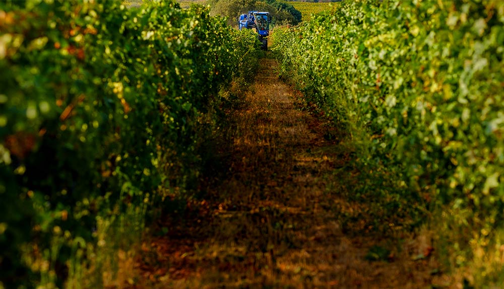 vendimia bodega laus en somontano